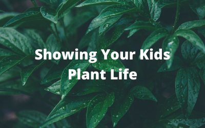 Showing Your Kids Plant Life
