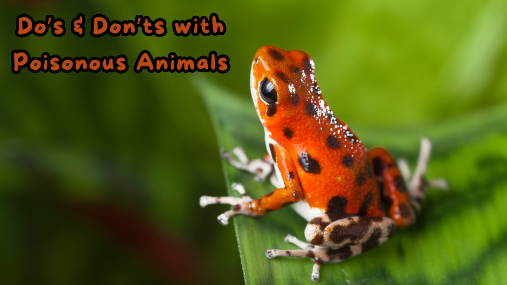 Poisonous Animal Kits