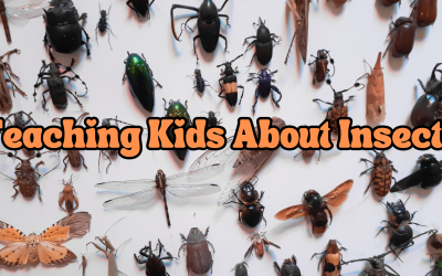 Teaching Kids About Insects